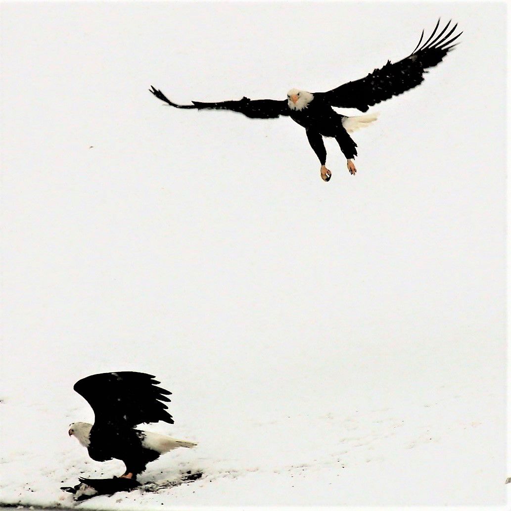 Eagle Dominance